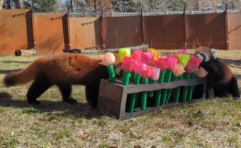 A chicken surrounded by plants.
